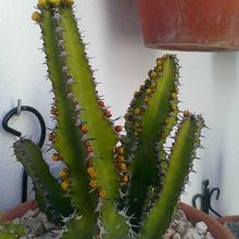 A photo of Euphorbia restricta  