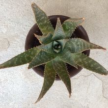 A photo of Aloe maculata