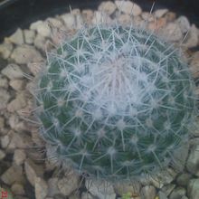 A photo of Mammillaria geminispina