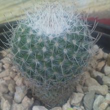 A photo of Mammillaria geminispina
