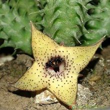 Una foto de Huernia pillansii HIBRIDO