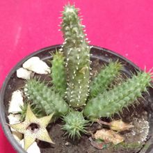 Una foto de Huernia pillansii HIBRIDO
