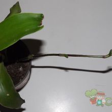 A photo of Callisia fragrans  