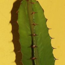 Euphorbia deightonii 