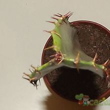 Una foto de Euphorbia deightonii 