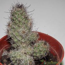A photo of Mammillaria mazatlanensis ssp. patonii
