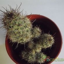 A photo of Mammillaria mazatlanensis ssp. patonii