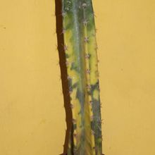 Una foto de Cereus peruvianus fma.variegada