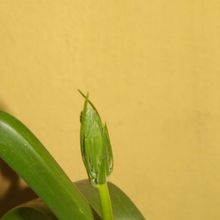 A photo of Albuca bracteata