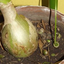 A photo of Albuca bracteata