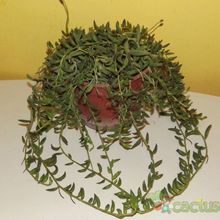 A photo of Senecio radicans