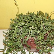 A photo of Senecio radicans