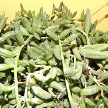 A photo of Senecio radicans