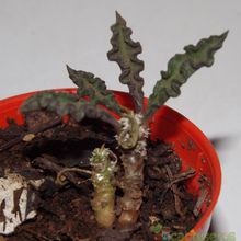 Una foto de Euphorbia decaryi