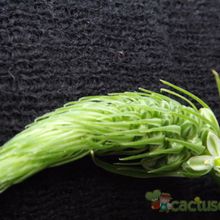 A photo of Albuca bracteata