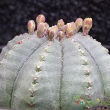 A photo of Euphorbia obesa subsp. symmetrica