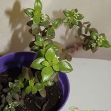 A photo of Crassula volkensii