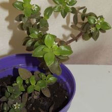 A photo of Crassula volkensii