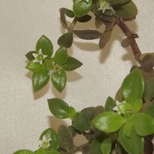 A photo of Crassula volkensii