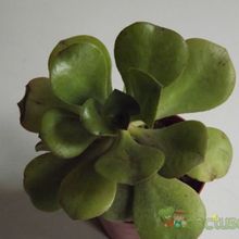 Una foto de Aeonium glutinosum  