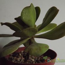 Una foto de Aeonium glutinosum  