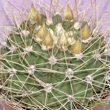 A photo of Acanthocalycium spiniflorum