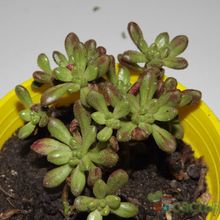 A photo of Aeonium sedifolium