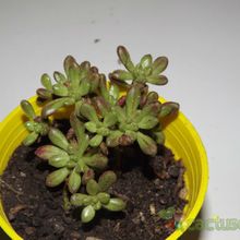 A photo of Aeonium sedifolium