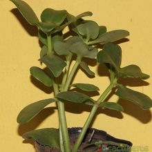 Una foto de Crassula multicava