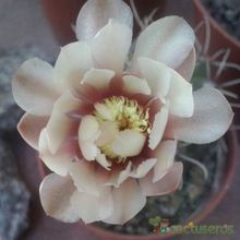 A photo of Gymnocalycium baldianum