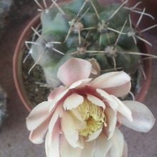 A photo of Gymnocalycium baldianum
