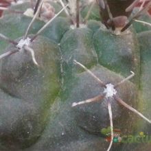 A photo of Gymnocalycium baldianum