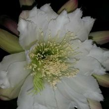 A photo of Cereus forbesii