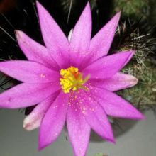 A photo of Mammillaria mazatlanensis ssp. patonii