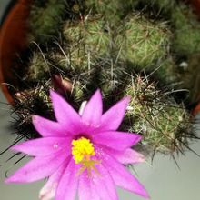 A photo of Mammillaria mazatlanensis ssp. patonii