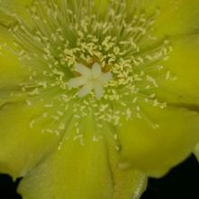 A photo of Brasiliopuntia brasiliensis