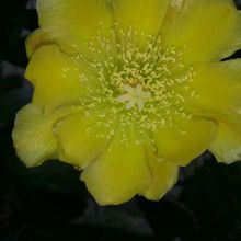 A photo of Brasiliopuntia brasiliensis