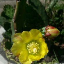 A photo of Brasiliopuntia brasiliensis