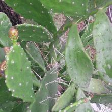 A photo of Brasiliopuntia brasiliensis