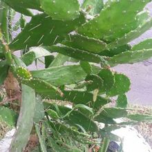 A photo of Brasiliopuntia brasiliensis