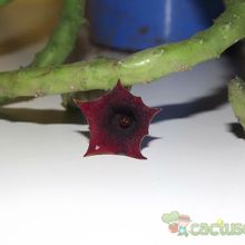 A photo of Huernia pendula
