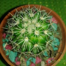 Una foto de Echinocactus grusonii