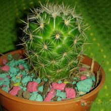 Una foto de Echinocactus grusonii