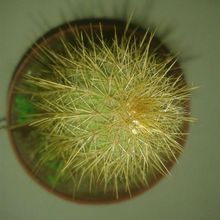 Una foto de Cleistocactus icosagonus