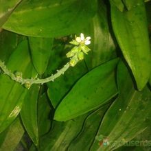Una foto de Drimiopsis maculata  