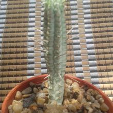 Una foto de Euphorbia mammillaris fma. variegada