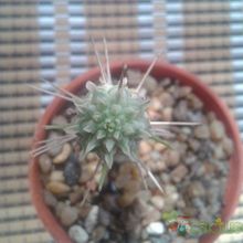 Una foto de Euphorbia mammillaris fma. variegada