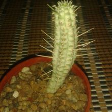 Una foto de Euphorbia mammillaris fma. variegada