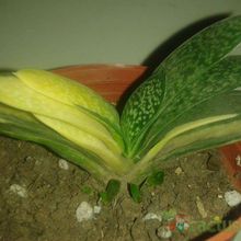 A photo of Gasteria gracilis f. variegata