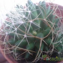 Una foto de Mammillaria decipiens ssp. camptotricha